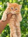Parsiyan Cat